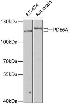 PDE6A Rabbit pAb