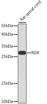 RGR Rabbit pAb