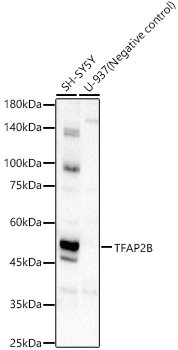 TFAP2B Rabbit pAb