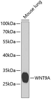 WNT9A Rabbit pAb