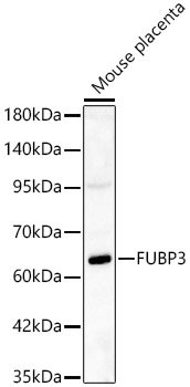 FUBP3 Rabbit pAb
