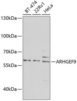 ARHGEF9 Rabbit pAb