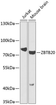 ZBTB20 Rabbit pAb