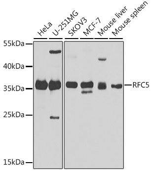 RFC5 Rabbit pAb