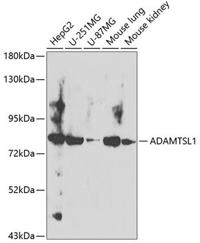 ADAMTSL1 Rabbit pAb