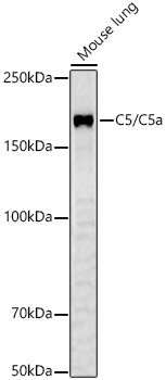 C5/C5a Rabbit pAb
