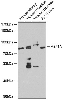 MEP1A Rabbit pAb