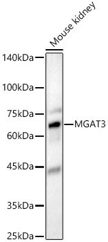 MGAT3 Rabbit pAb