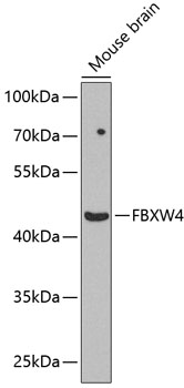 FBXW4 Rabbit pAb