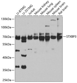 STXBP3 Rabbit pAb