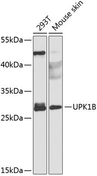 UPK1B Rabbit pAb