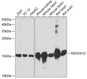 NDUFA12 Rabbit pAb