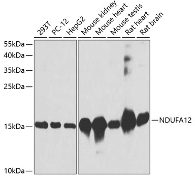 NDUFA12 Rabbit pAb