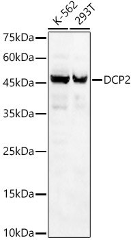DCP2 Rabbit pAb