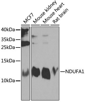 NDUFA1 Rabbit pAb