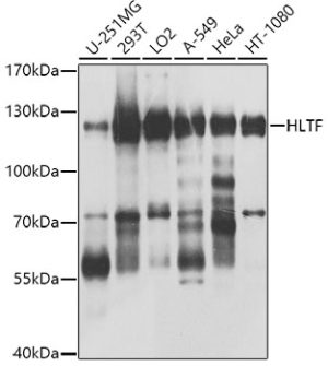 HLTF Rabbit pAb