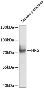 HRG Rabbit pAb