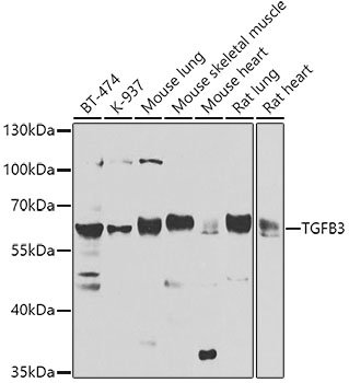 TGFB3 Rabbit pAb