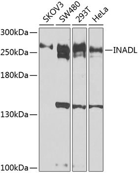 INADL Rabbit pAb