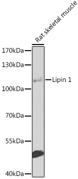 Lipin 1 Rabbit pAb