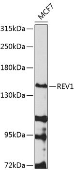 REV1 Rabbit pAb
