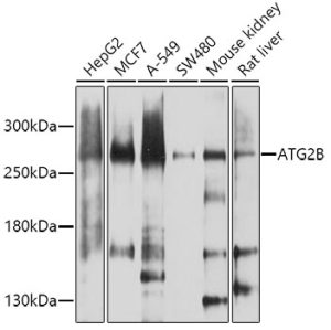ATG2B Rabbit pAb
