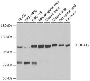 PCDHA12 Rabbit pAb