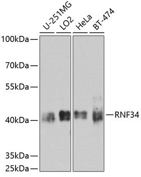 RNF34 Rabbit pAb