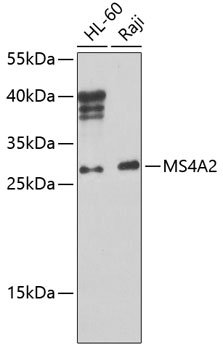 MS4A2 Rabbit pAb