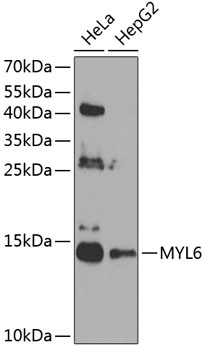 MYL6 Rabbit pAb