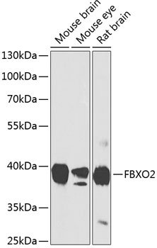 FBXO2 Rabbit pAb