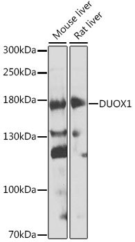 DUOX1 Rabbit pAb