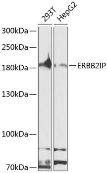 ERBB2IP Rabbit pAb