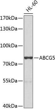 ABCG5 Rabbit pAb