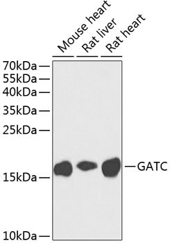 GATC Rabbit pAb