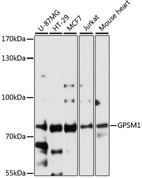 GPSM1 Rabbit pAb