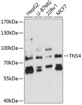 TNS4 Rabbit pAb