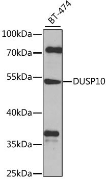 DUSP10 Rabbit pAb