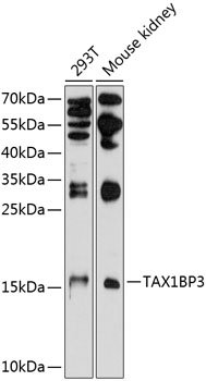 TAX1BP3 Rabbit pAb