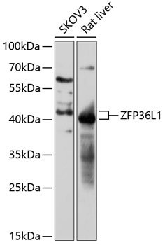ZFP36L1 Rabbit pAb