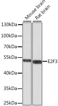 E2F3 Rabbit pAb