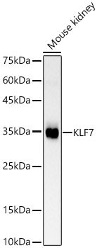 KLF7 Rabbit pAb