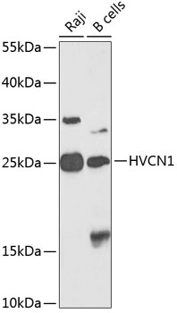 HVCN1 Rabbit pAb