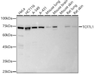 TCF7L1 Rabbit pAb