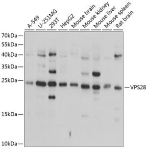 VPS28 Rabbit pAb