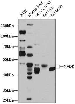 NADK Rabbit pAb