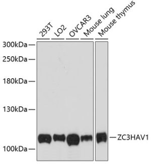 ZC3HAV1 Rabbit pAb