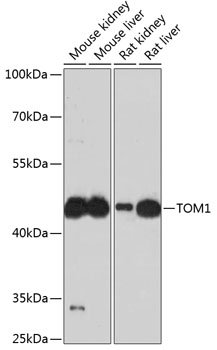 TOM1 Rabbit pAb