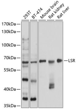 LSR Rabbit pAb
