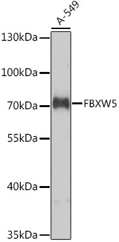 FBXW5 Rabbit pAb